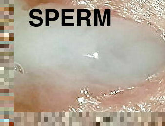 homo, sperma-sperm