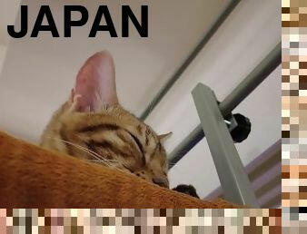 asiatisk, fisse-pussy, amatør, anal, skønheder, lesbisk, legetøj, japans, i-ansigtet, bukkake